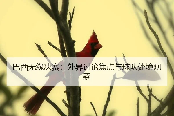 巴西无缘决赛：外界讨论焦点与球队处境观察